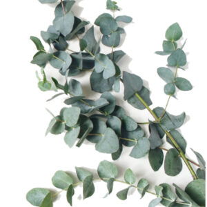 Eukaliptusz / Eucalyptus kerek